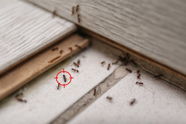 Best Affordable Pest Control Services  in Clovis, NM