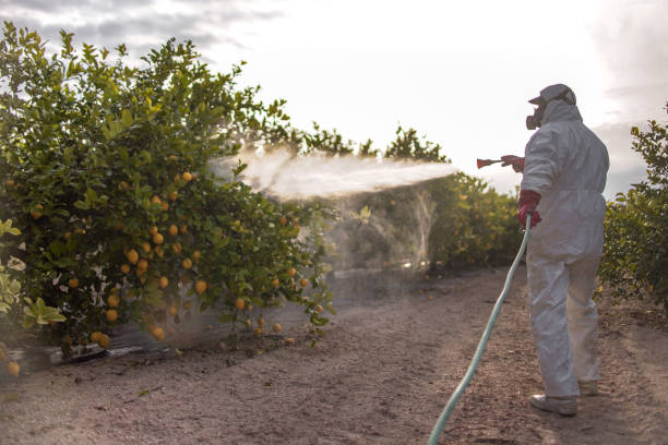 Reliable Clovis, NM Pest Control Solutions