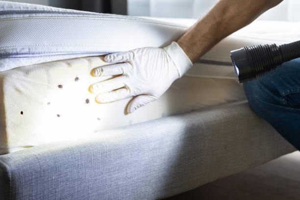 Best Best Pest Control Companies  in Clovis, NM