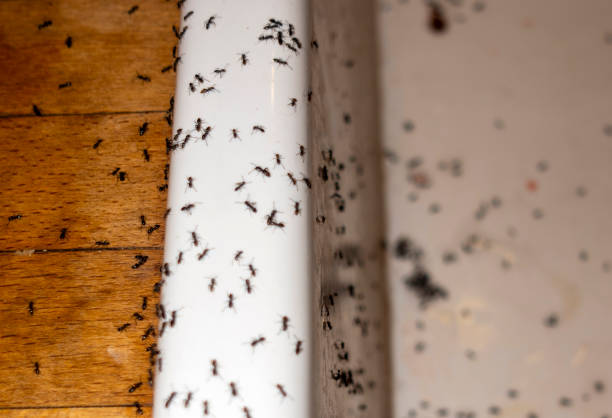 Best Cockroach Control Services  in Clovis, NM
