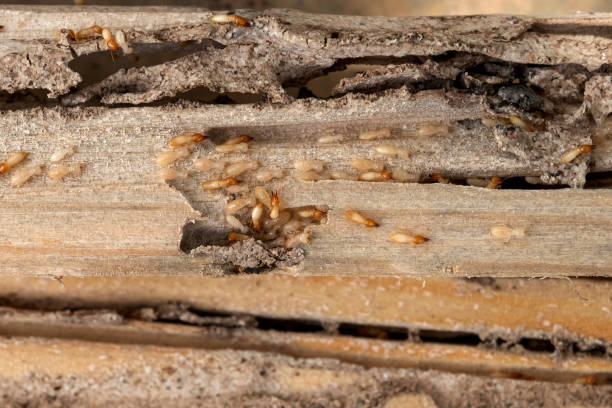 Best Affordable Pest Control Services  in Clovis, NM