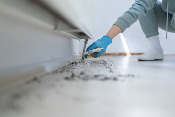 Best Affordable Pest Control Services  in Clovis, NM